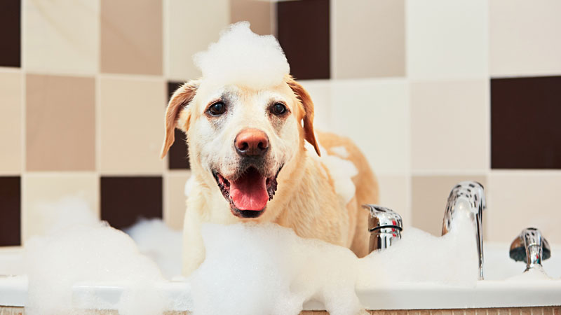 Comment choisir le meilleur shampoing pour chien ?